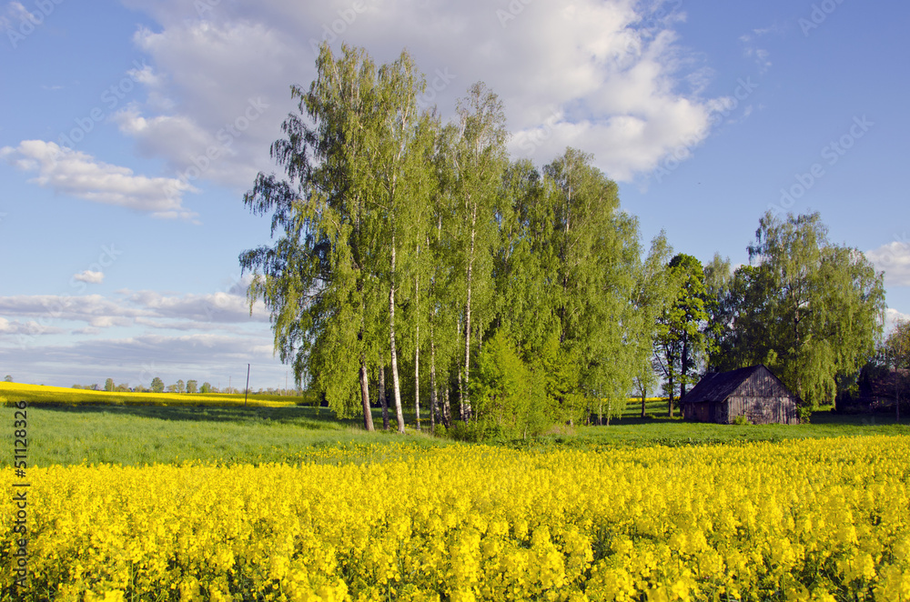 spring rural landscape with blossoming rapes