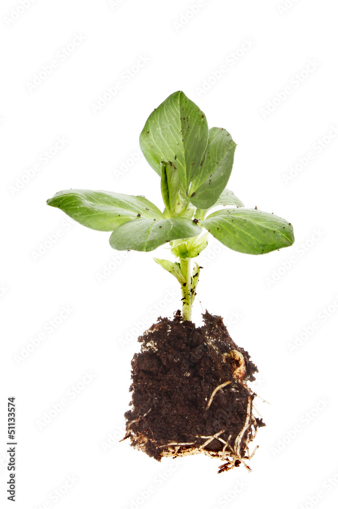 Broad bean seedling Broad bean seedling