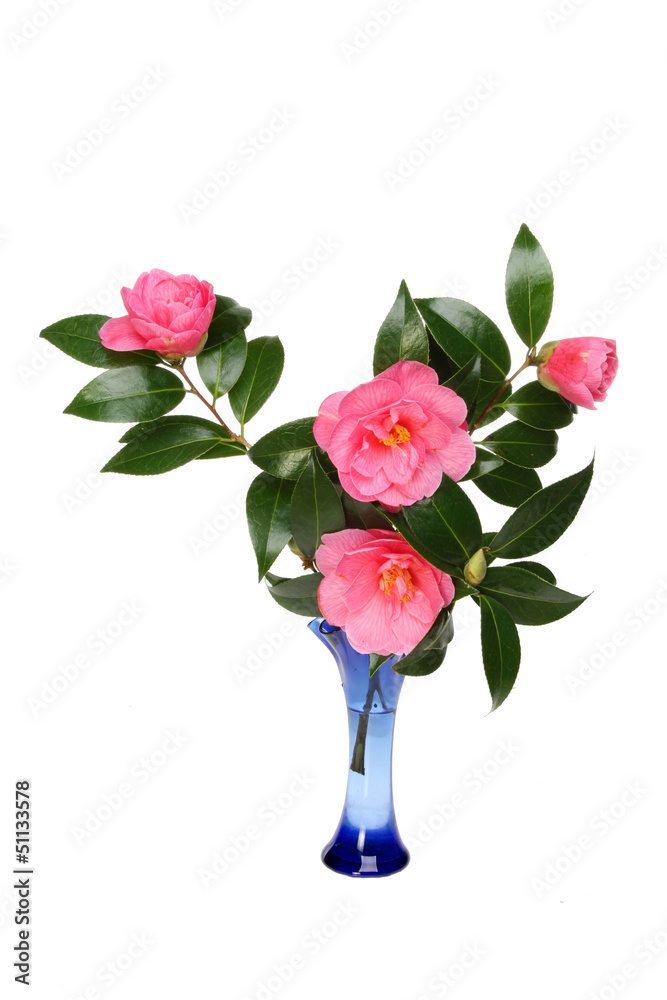 Camellia arrangement