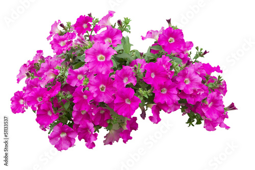 petunia flowers isolated with clipping path included