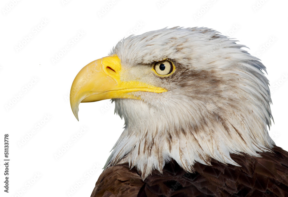 bald eagle bald eagle