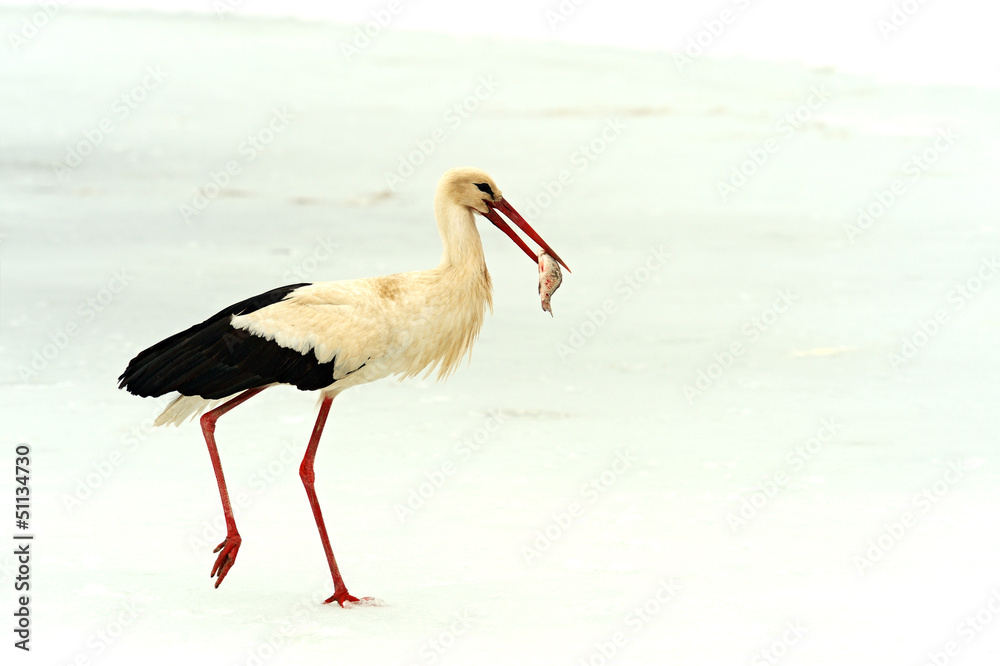 Storks Storks