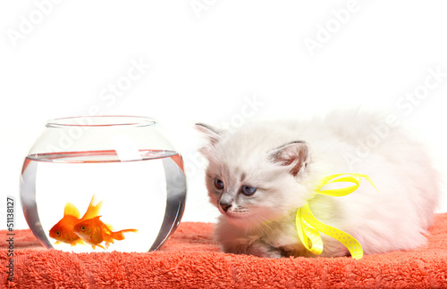 funny kitten and goldfishes photo