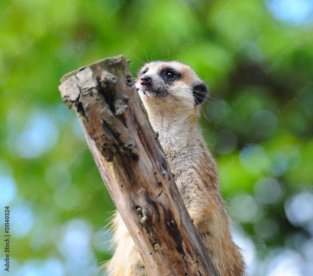 Fototapeta premium Meerkat suricata watching predators
