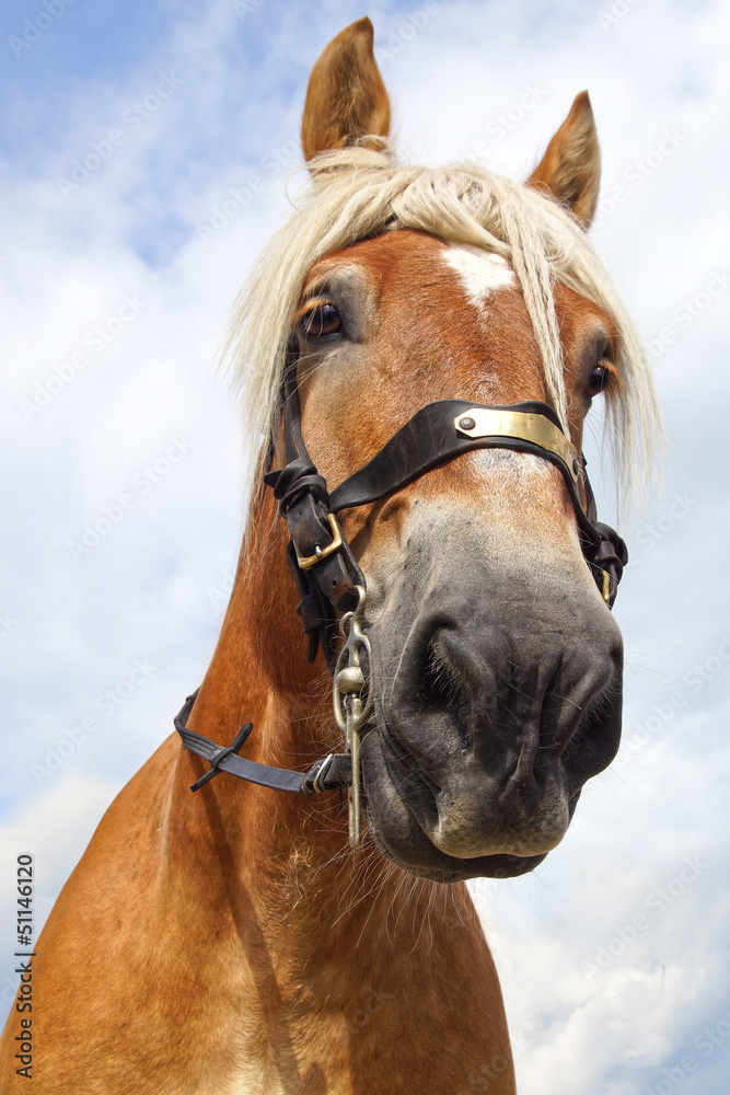 Fototapeta premium Portrait of red horse.