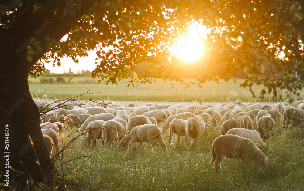 Obraz premium A Flock of sheep grazing on pasture grass during sunset