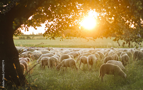 A Flock of sheep grazing on pasture grass during sunset