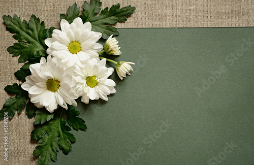 Chamomile on green paper ba...