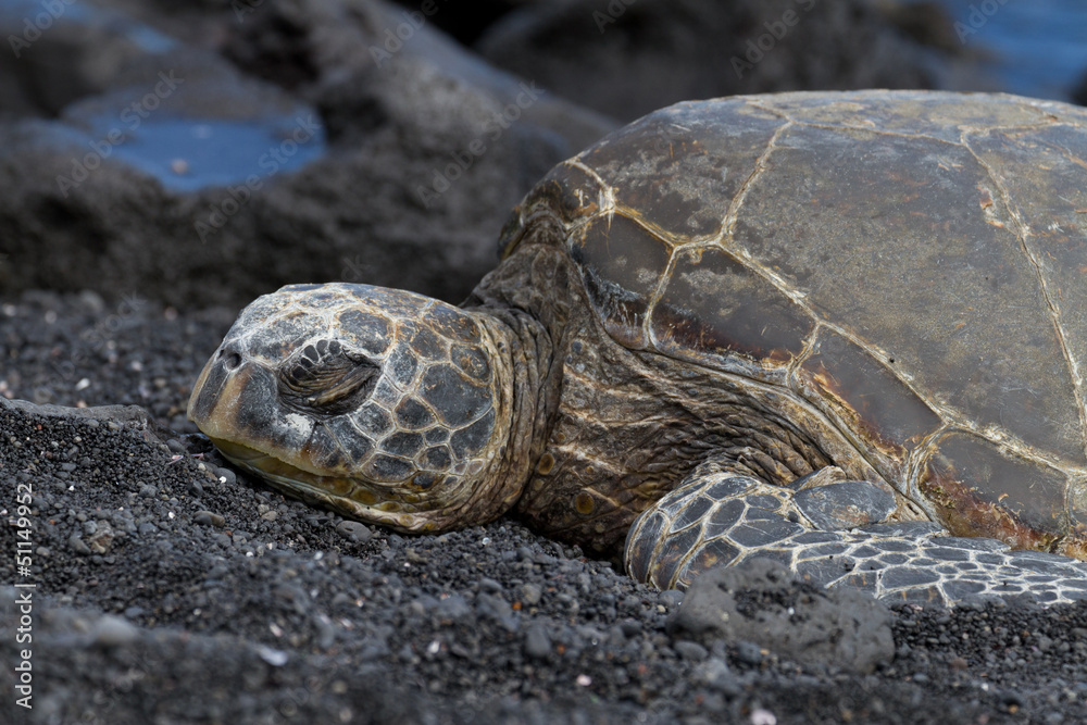 Hawksbill Turtle in Hawaii
