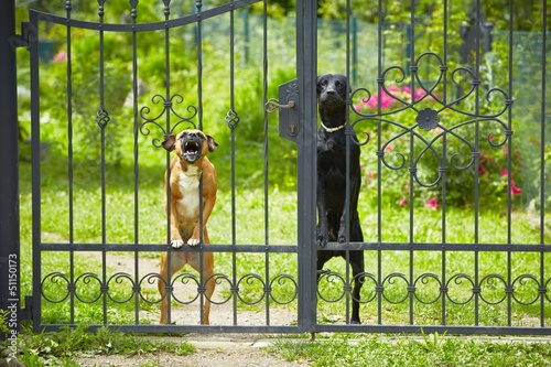 Fototapeta Naklejka Na Ścianę i Meble -  Two dogs behind metal fence