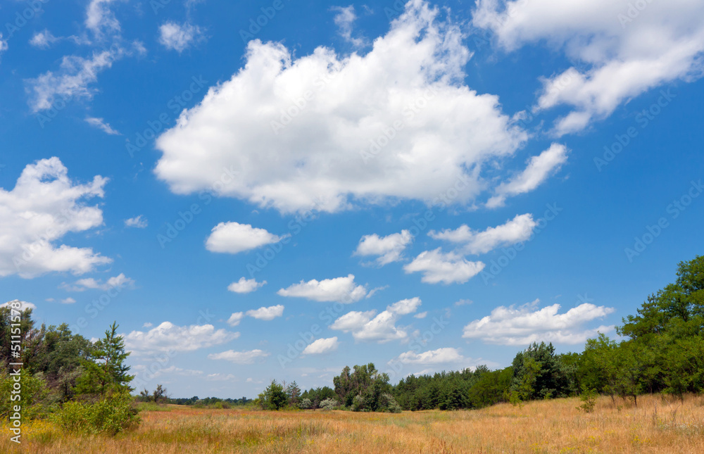 Summer meadow in forest