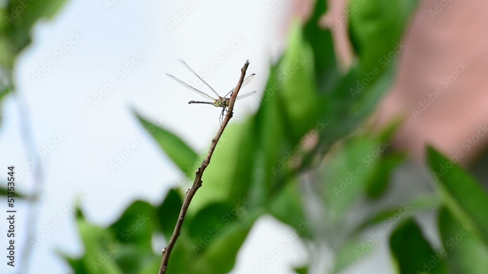 Dragonfly. Dragonfly.