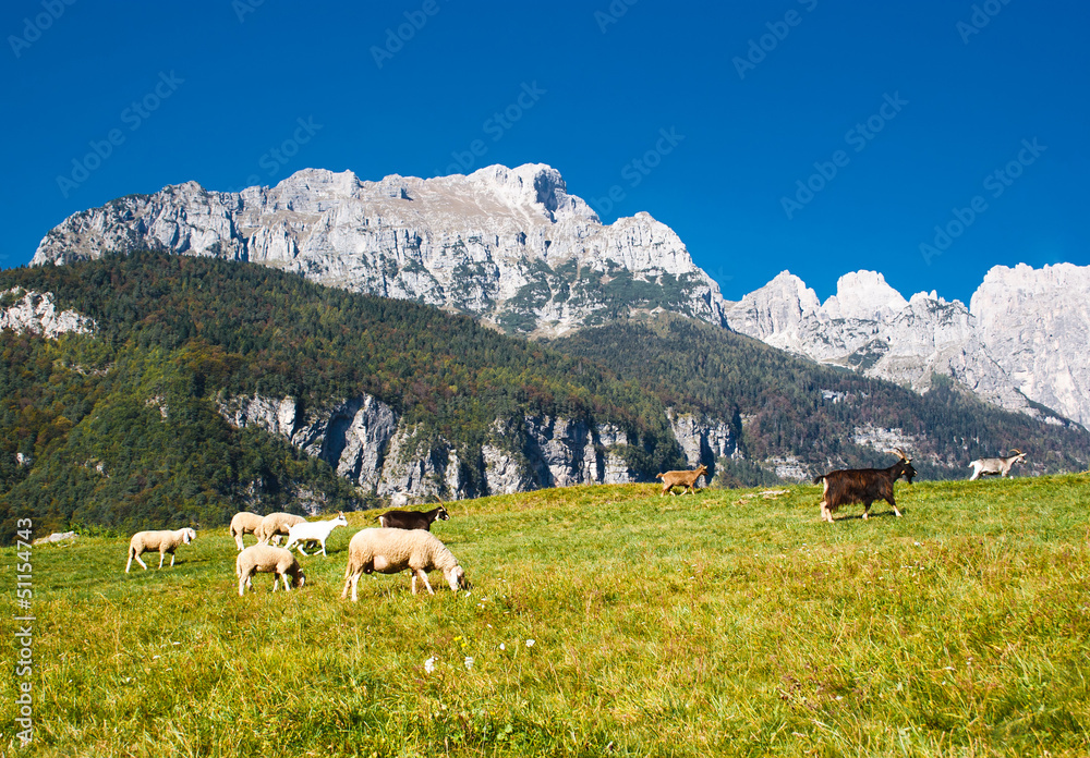 Mountain landscape with sheep and goats