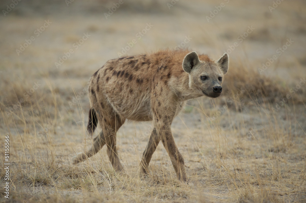 Hyena walking in the Savannah