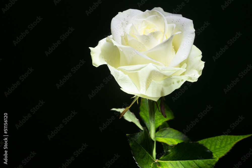 weisse Rose vor schwarzem Hintergrund Stock Photo | Adobe Stock