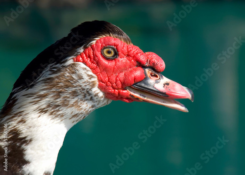 Muscovy Duck head close-up photo