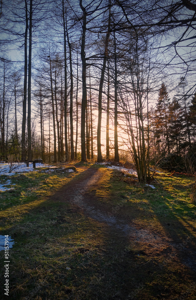 Obraz premium Coniferous woodland with evening sun beaming through at sunset