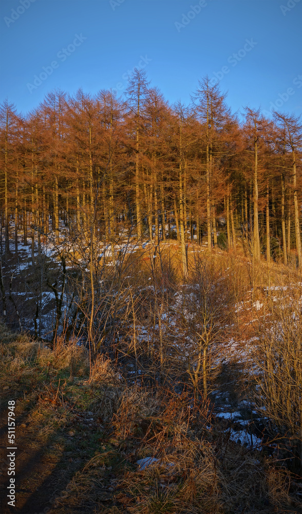 Coniferous forest illuminated by evening sun at sunset Coniferous forest illuminated by evening sun at sunset