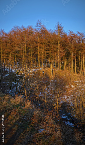 Coniferous forest illuminated by evening sun at sunset