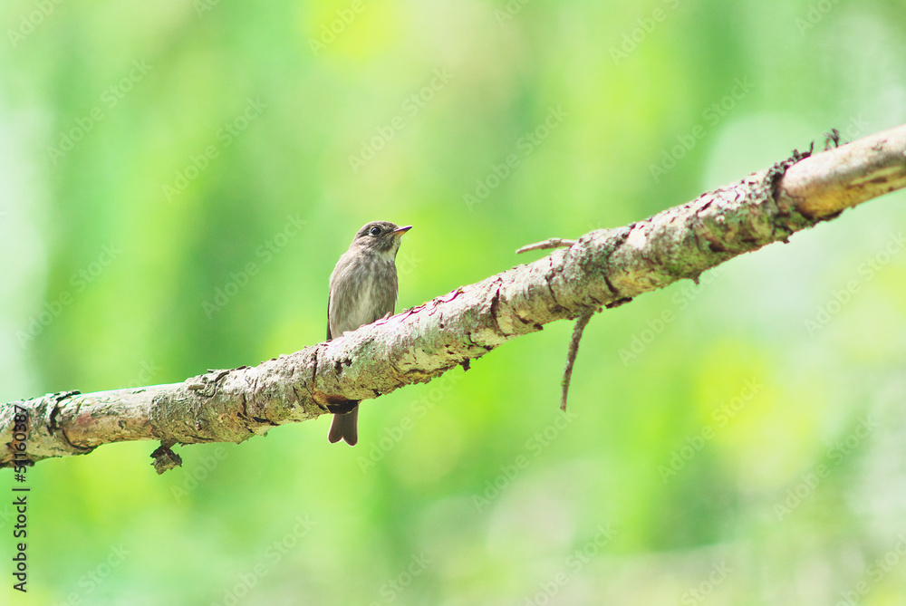 Fototapeta premium Dark-sided flycatcher