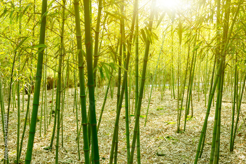Bamboo forest,
