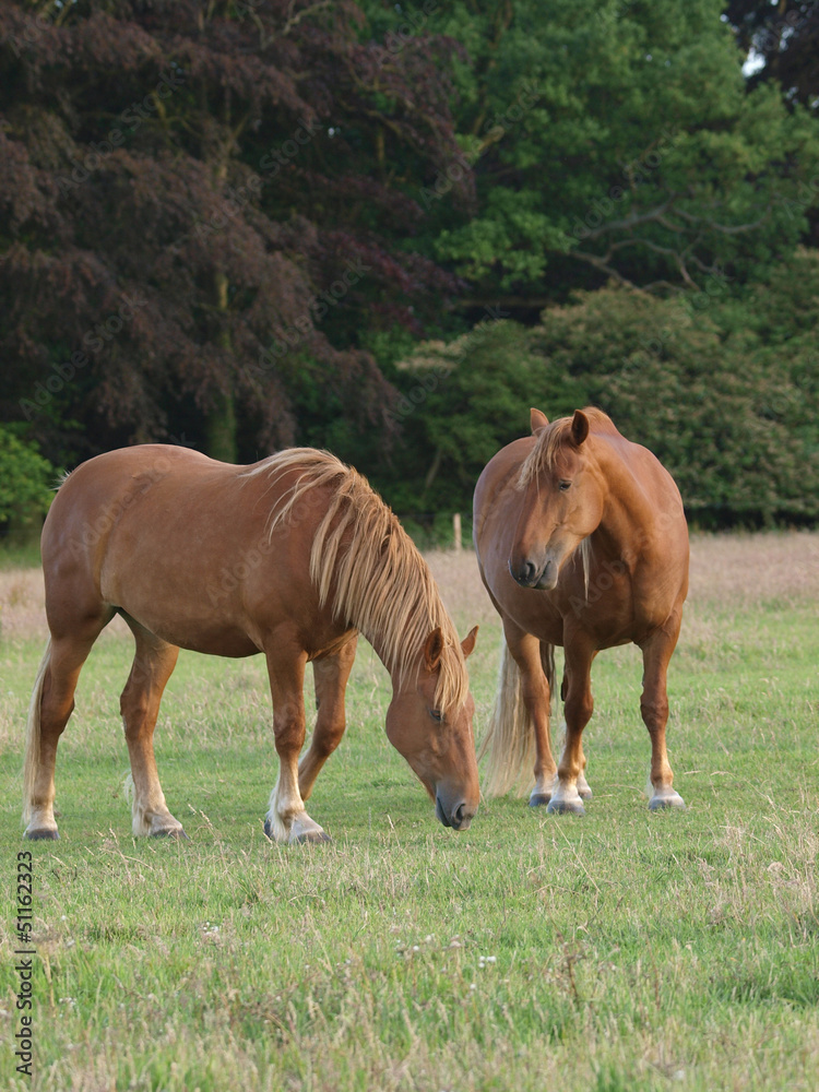 Two Horses