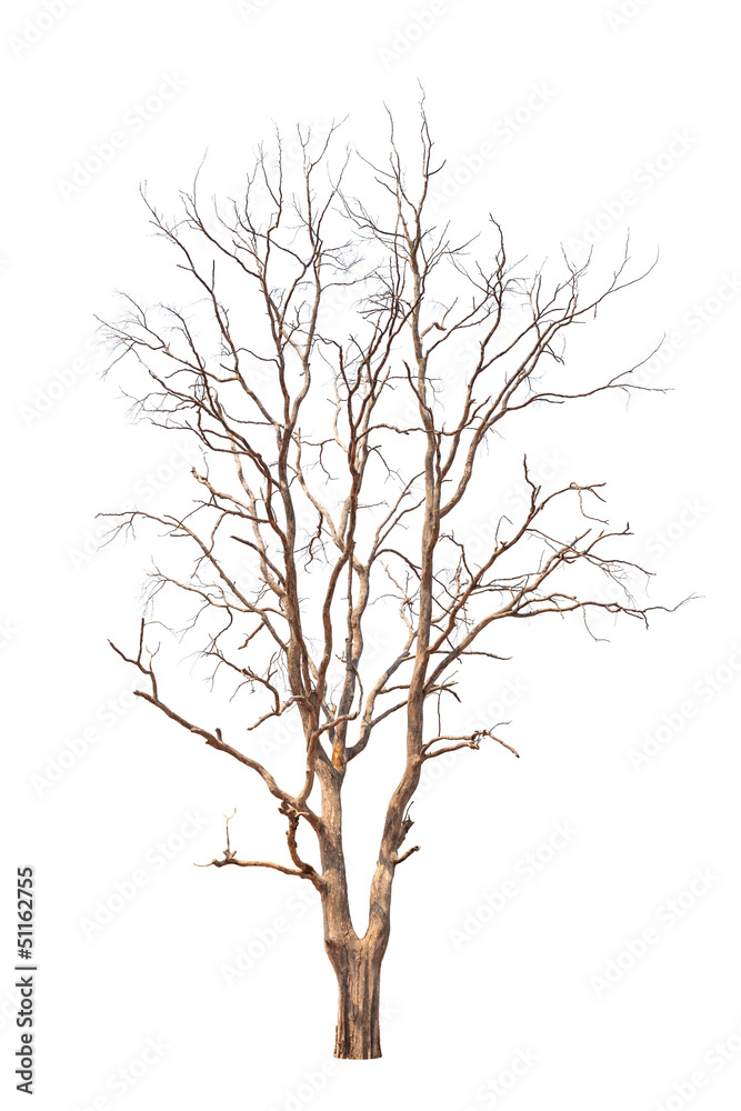 Old and dead tree isolated on white background Old and dead tree isolated on white background