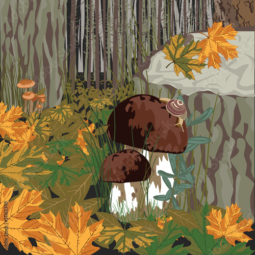 forest with mushrooms