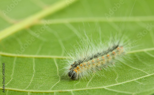 Macro of vermin caterpillar © abet