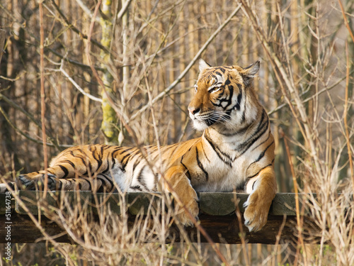 Panthera tigris sumatrae - Sumatran tiger