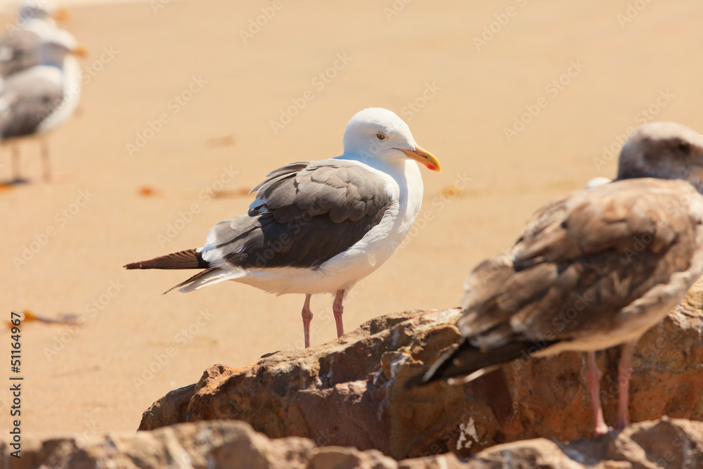 Fototapeta premium Seagull on the beach. Standing on rock.