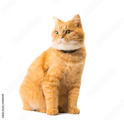 Obraz na plátně ginger cat isolated
