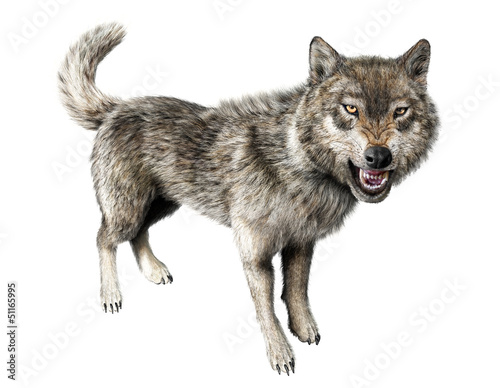 Bilde på lerret Wolf growling standing on white background.