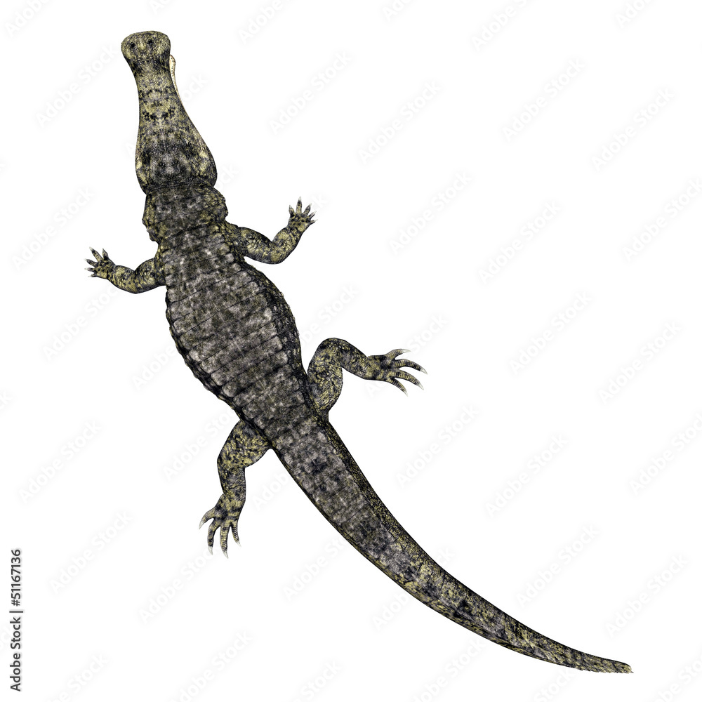 Fototapeta premium Krokodil von oben