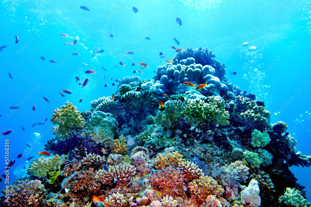 Naklejka premium Group of coral fish water.