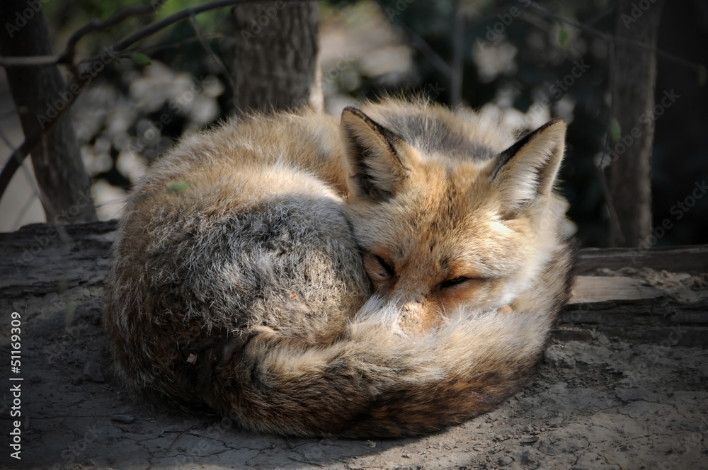 Red Fox Cub