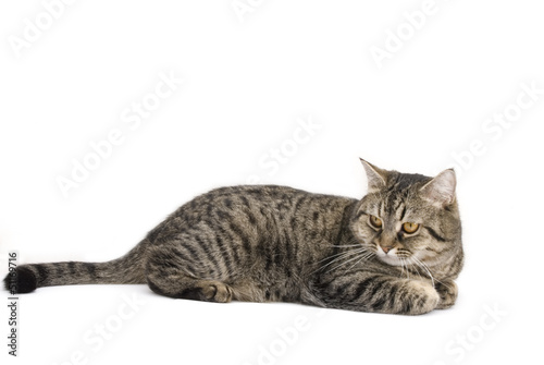 Tabby Cat isolated on white