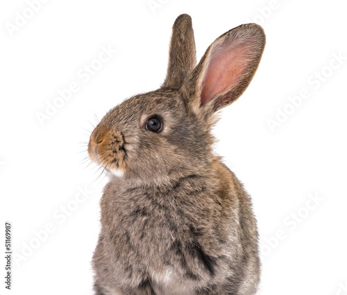 gray rabbit isolated