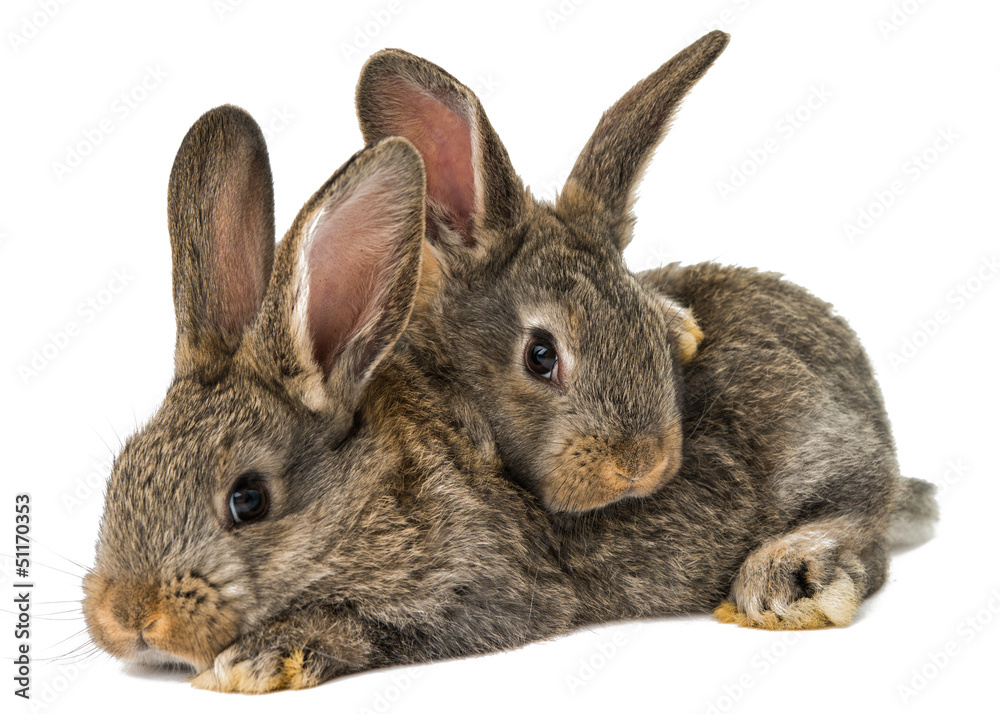 Obraz premium gray rabbit isolated