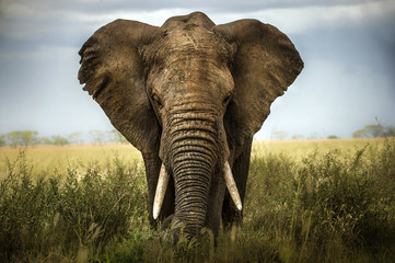 Papier peint photo Éléphant Éléphant gris sur fond neutre  © zanarinilara