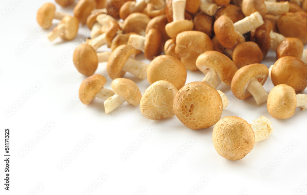 Shiitake mushroom on the White background Shiitake mushroom on the White background