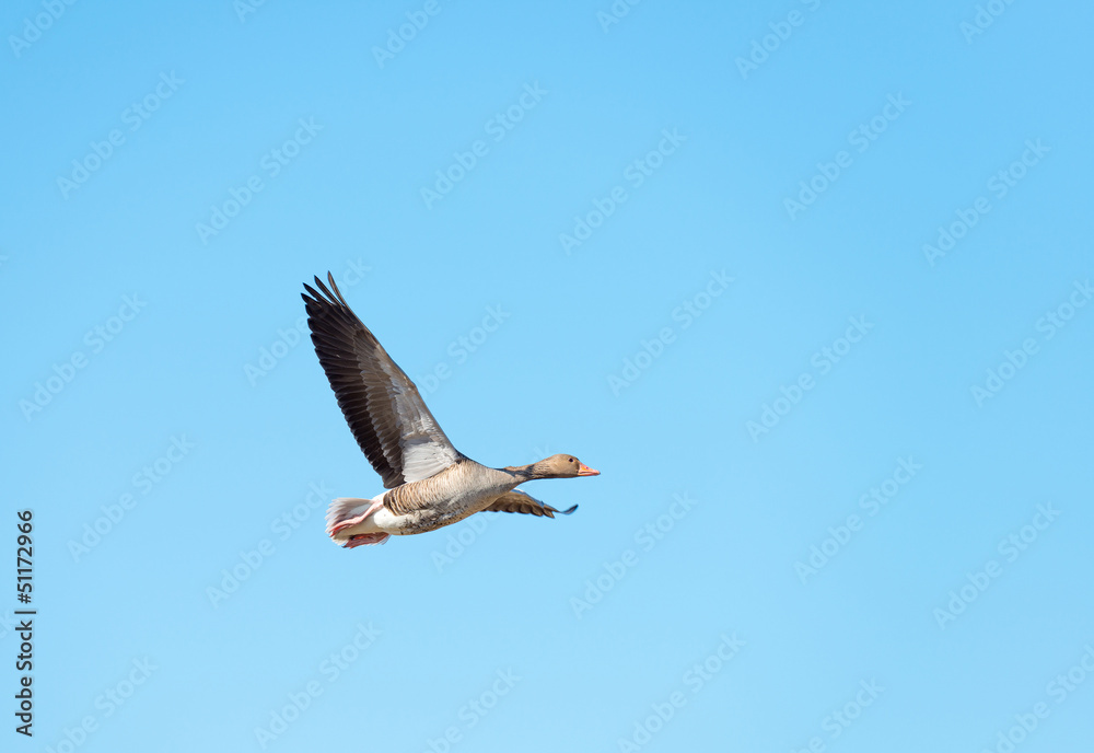 Goose flying in a blue sky in spring Goose flying in a blue sky in spring