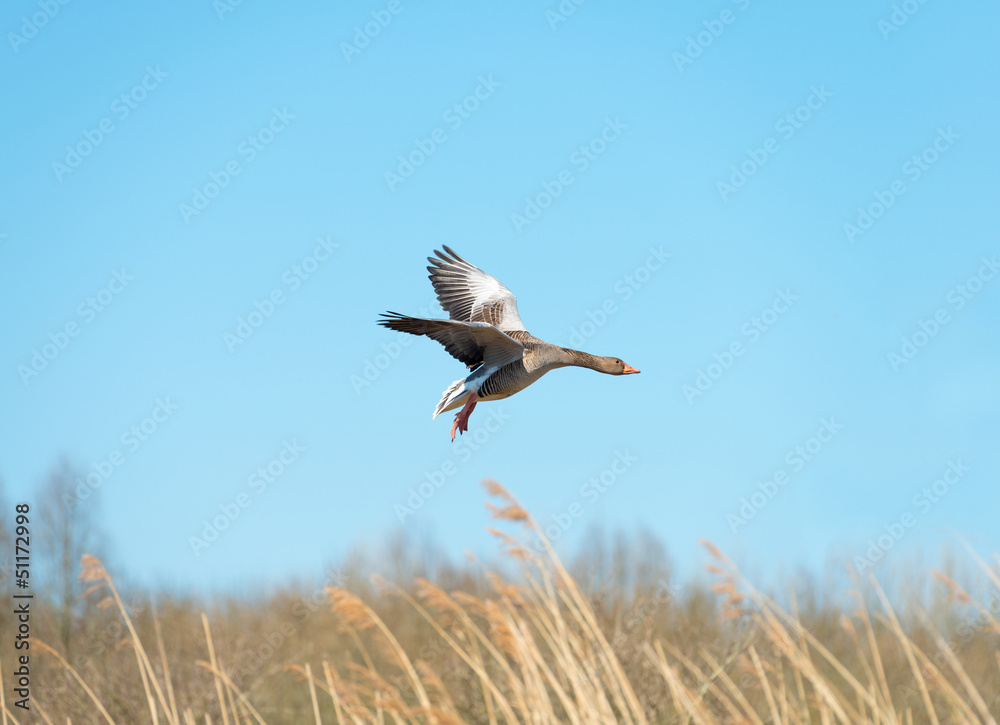 Fototapeta premium Goose flying over nature in spring