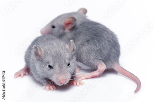cute baby rats © Goinyk