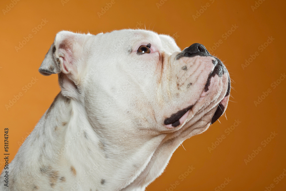 Mixed breed american and old english bulldog. Studio shot.