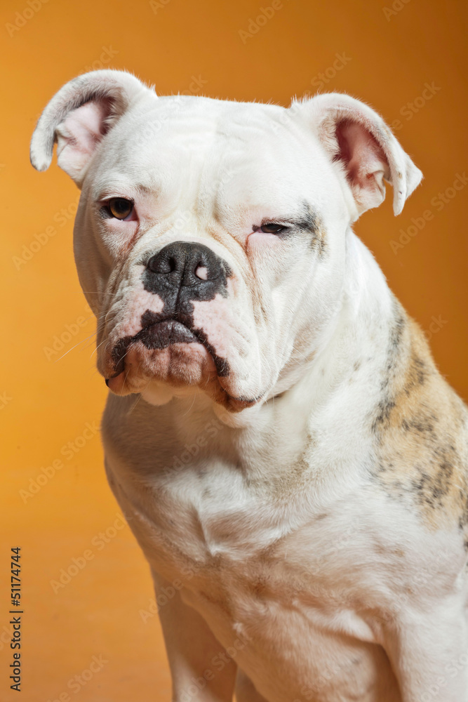 Mixed breed american and old english bulldog. Studio shot. Mixed breed american and old english bulldog. Studio shot.