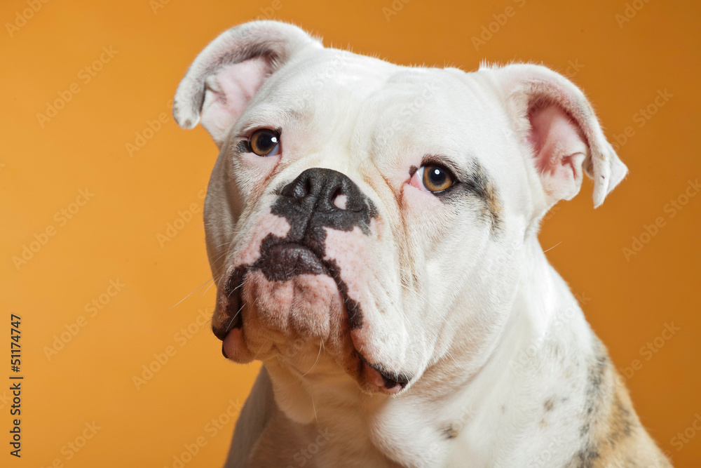 Mixed breed american and old english bulldog. Studio shot. Mixed breed american and old english bulldog. Studio shot.