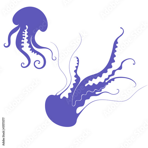 Jellyfish