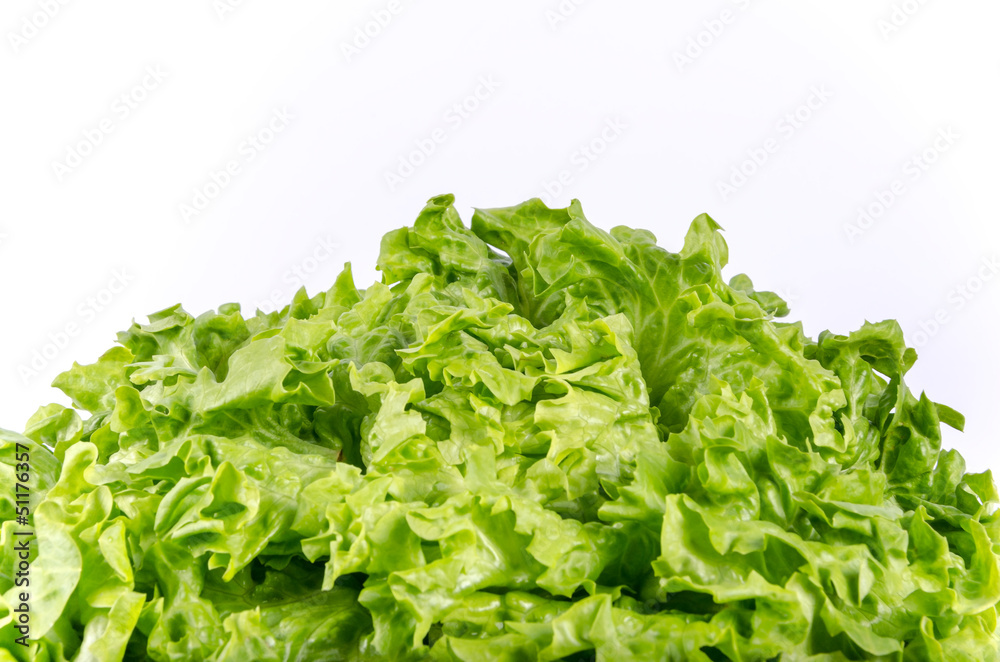 Texture of spring green lettuce leaves isolated on a white backg Texture of spring green lettuce leaves isolated on a white backg