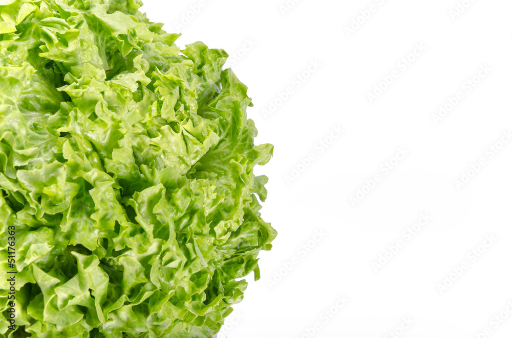 Texture of spring green lettuce leaves isolated on a white backg Texture of spring green lettuce leaves isolated on a white backg